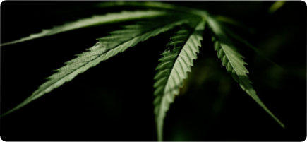 Cannabis